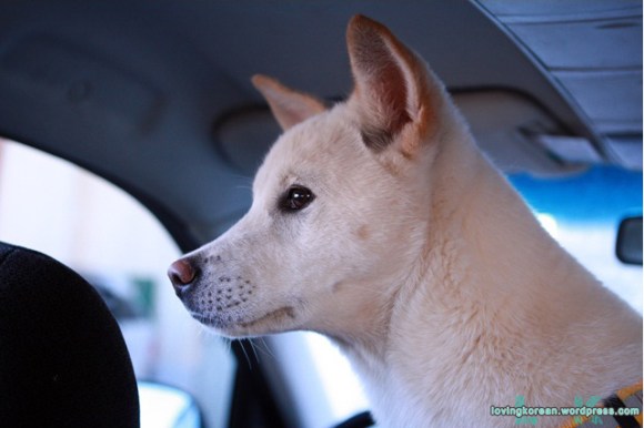 Korean dog