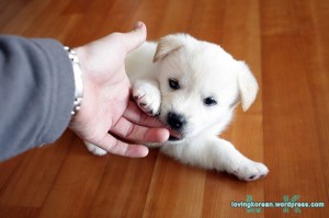 Korean Jindo pup