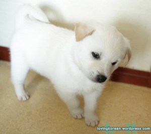 Korean Jindo puppy