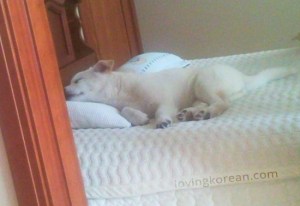 How Koreans treat dogs